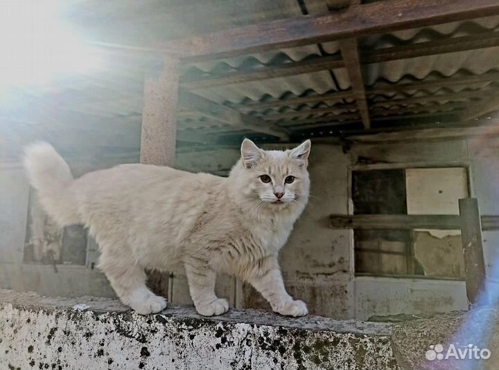 Котенок