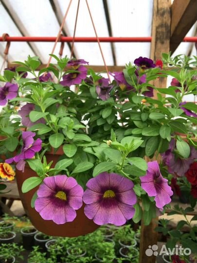 Калибрахоа, вегетативная петуния пеларгония