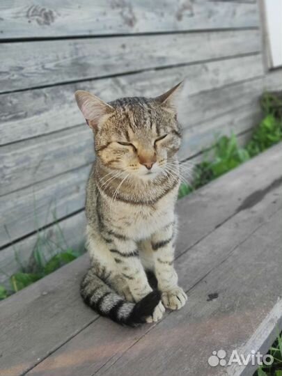 Кот в добрые руки