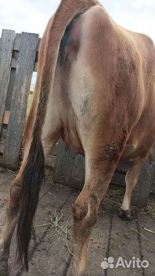 Джерсейская нетель, телочки