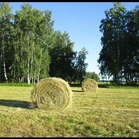 Продам, сено в тюках