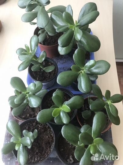 Комнатное растение Crassula 