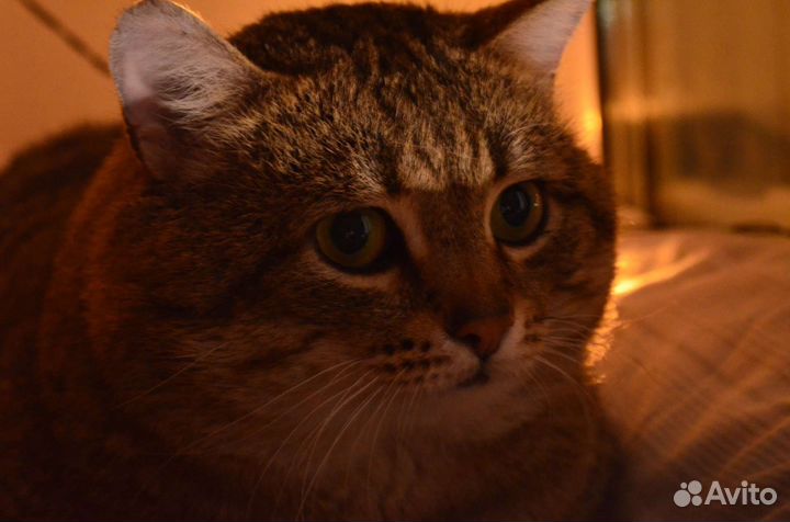 Мише нужен дом, подробности в лс