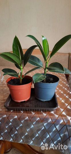 Фикус каучуконосный Эластика