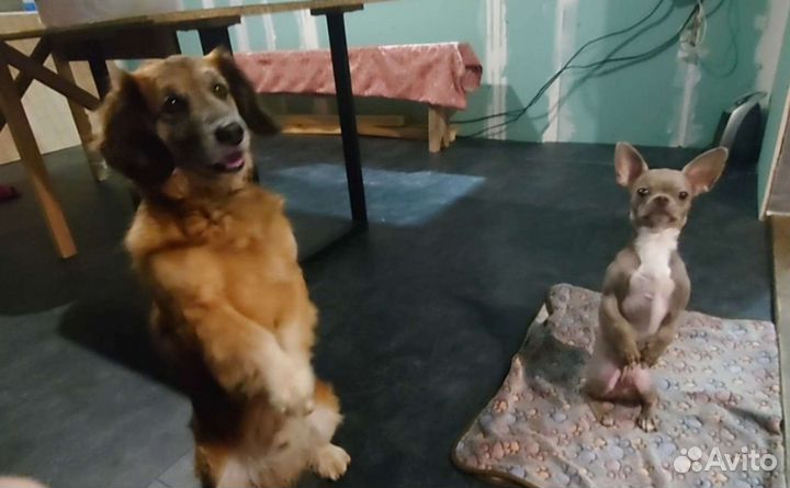 Дипломированный кинолог в Калининграде и онлайн