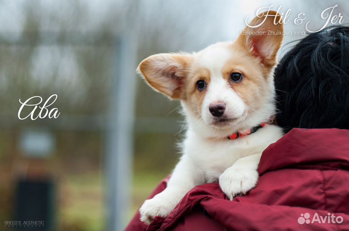 Собака для души