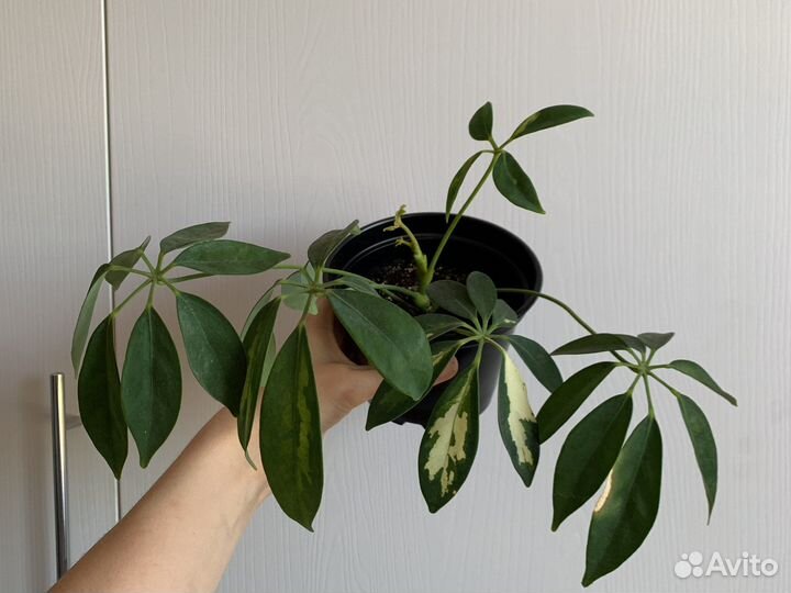 Фикус Ретуза, шефлера