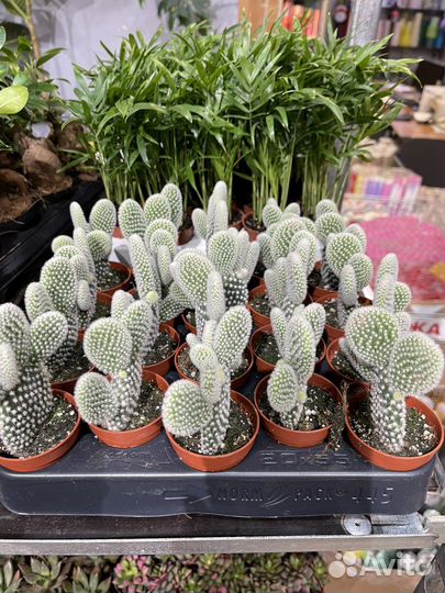 Сансевиерия металлик,Голден Флайм