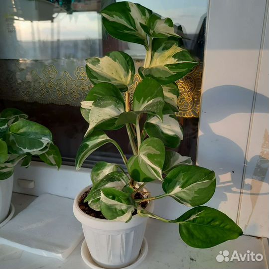 Эпипремнум Happy Leaf