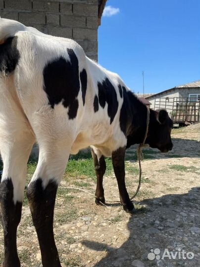 Телка и бычок