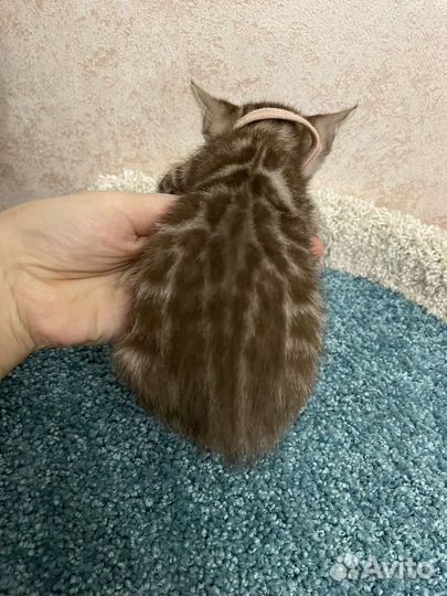 Бенгальская девочка