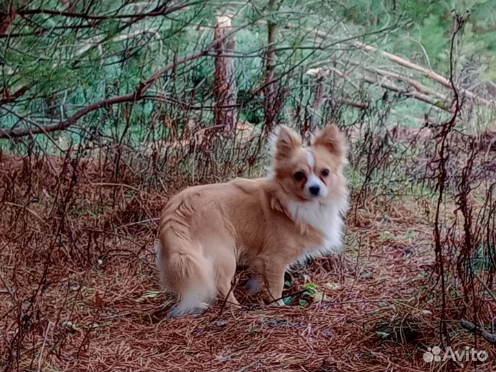 Зооняня/передержка