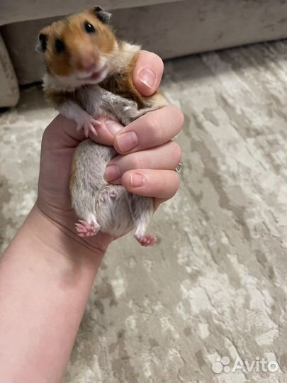 Клетка для грызунов большая