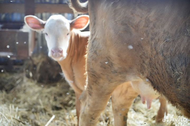 Коровы герефордской породы класса класса элита и э