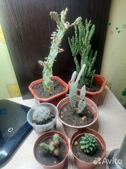 Кактусы, суккуленты