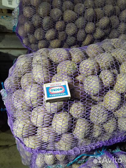 Картофель семенной (Гала,Коломбо,Ред Леди)