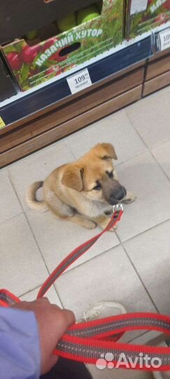 Отдадим щенка в хорошие руки