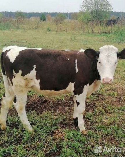 Быки на мясо сименталы лимузины холмогоры