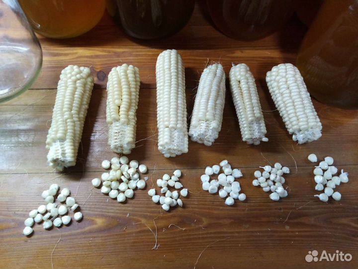 Белая домашняя кукуруза