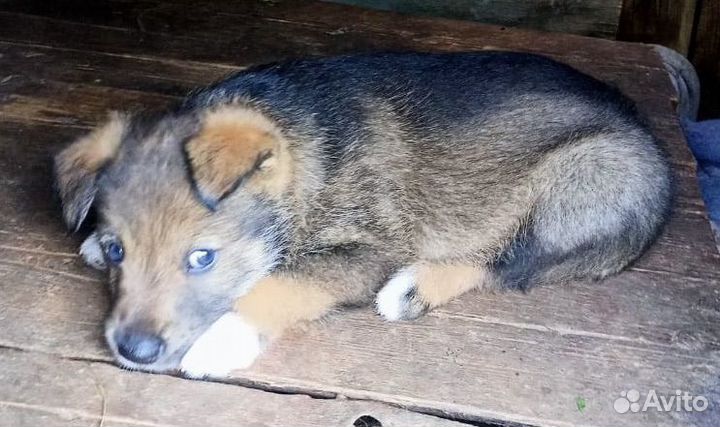 Щенок мальчик, 1,5 месЦа, будет до 18 кг