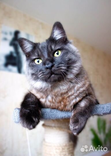 Кот манчкин long