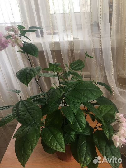 Клеродендрум