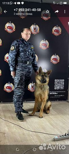 Кобель для вязки немецкой овчарки рабочий