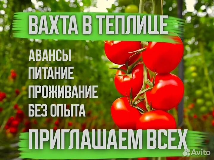 Вахта Упаковщик Томатов, Питание/Жильё, М/Ж