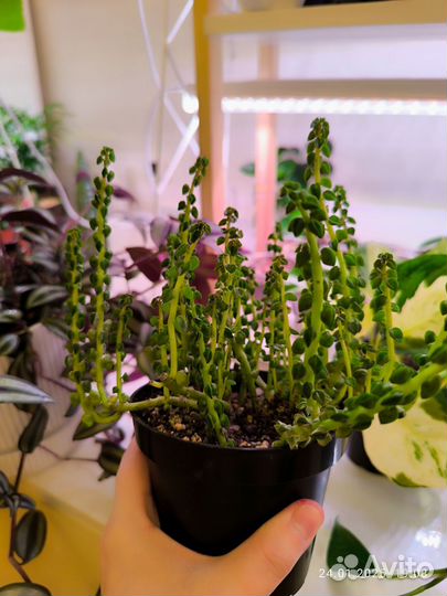 Переромия колумела (суккулент)