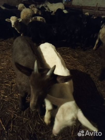 Коза. Барани