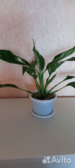 Спатифиллум Джемини