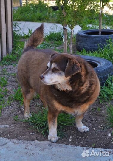 Собака в добрые руки