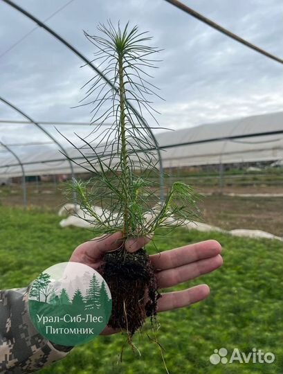 Сеянцы зкс Сосна окс Ель Лиственница Горная