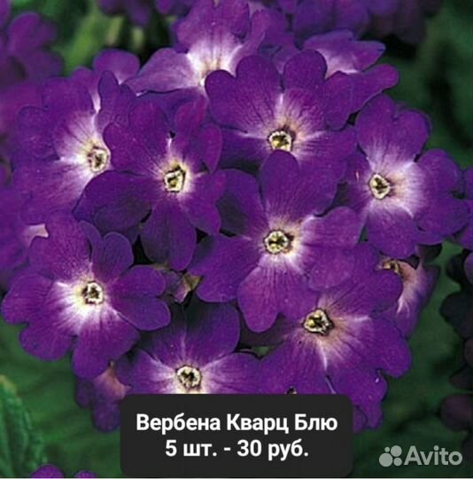 Продам проф.семена