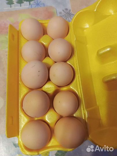 Цыплята. Инкубационные яйцо породных кур