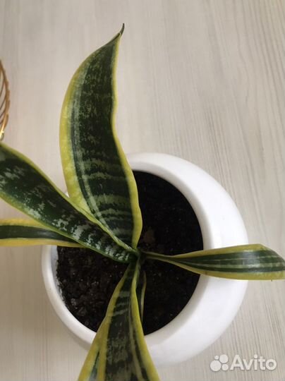 Сансевиерия и толстянка