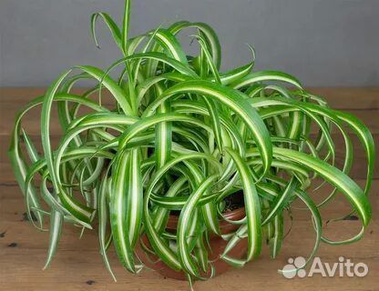 Хлорофитум кудрявый бонни