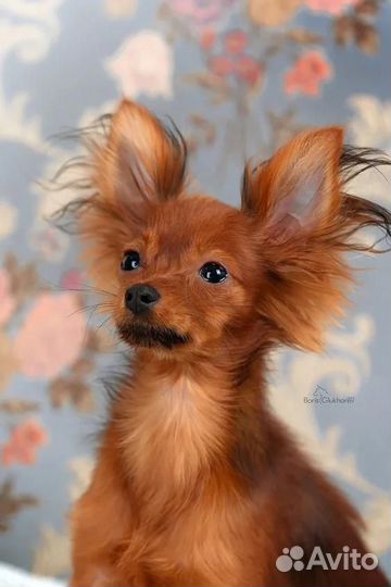 Продам Русский той