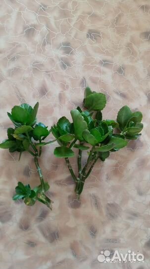 Комнатные цветы