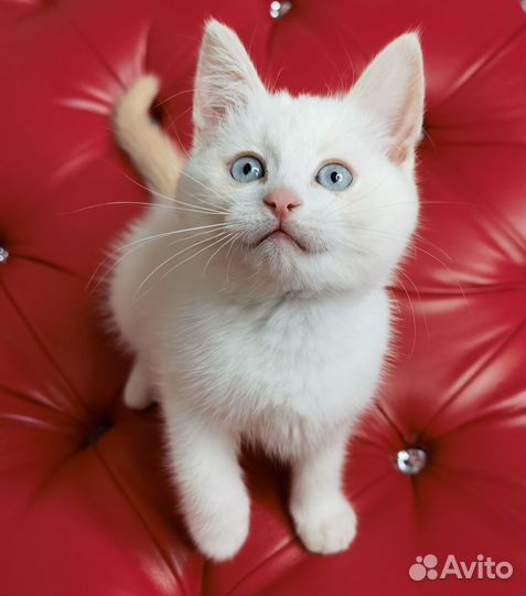 Котенок в добрые руки