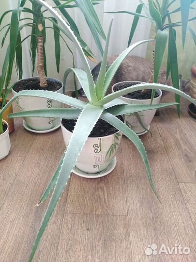 Кактусы, алоэ вера детки