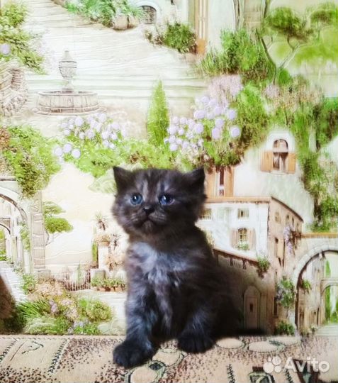 Котята шотландские