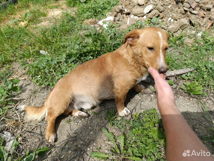 Кобель в добрые руки
