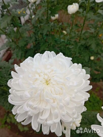 Хризантема шаровидная