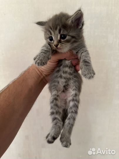 Котята отдам даром
