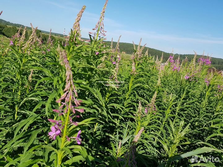 Иван-чай листовой и гранулированный таёжный чай