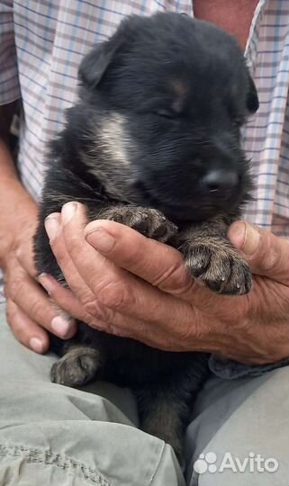 Щенки немецкой овчарки