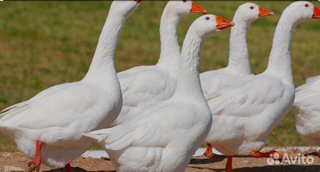 Гуси