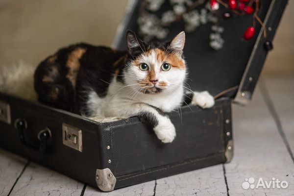 Кошечка Рокси