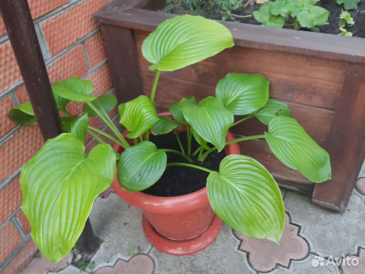 Хоста белая 2 шт